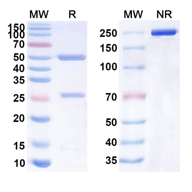 SDS-PAGE - Ocrelizumab Biosimilar - Anti-CD20 Antibody - BSA and Azide free (A339013) - Antibodies.com