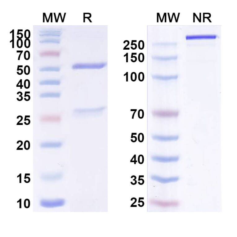 SDS-PAGE - Sarilumab Biosimilar - Anti-CD126 Antibody - BSA and Azide free (A339014) - Antibodies.com