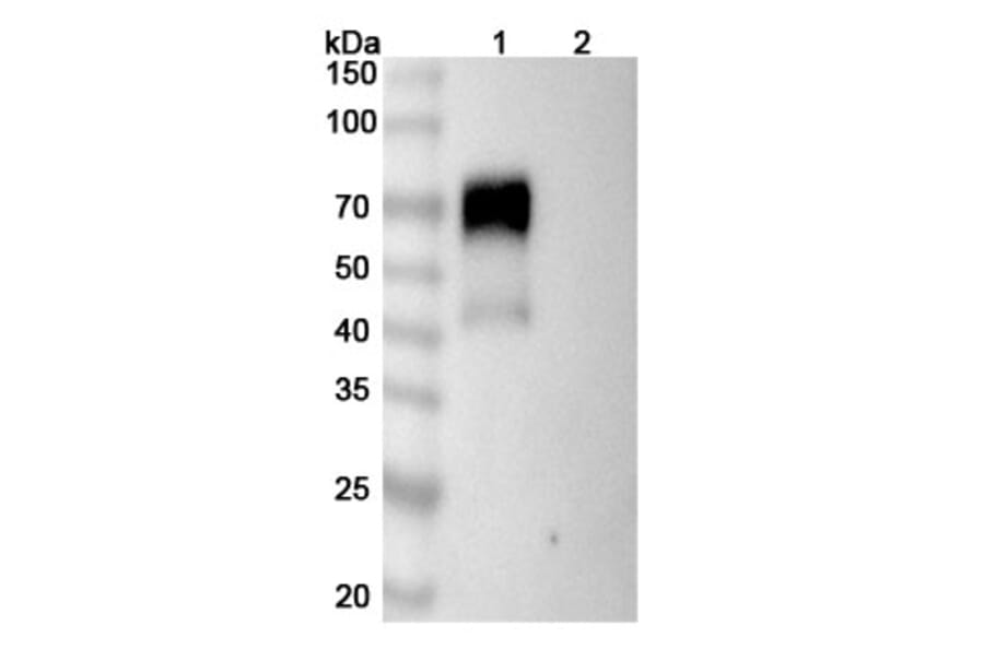 SDS-PAGE - Sarilumab Biosimilar - Anti-CD126 Antibody - BSA and Azide free (A339014) - Antibodies.com