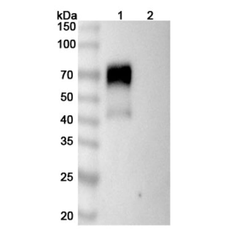 SDS-PAGE - Sarilumab Biosimilar - Anti-CD126 Antibody - BSA and Azide free (A339014) - Antibodies.com