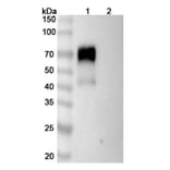 SDS-PAGE - Sarilumab Biosimilar - Anti-CD126 Antibody - BSA and Azide free (A339014) - Antibodies.com