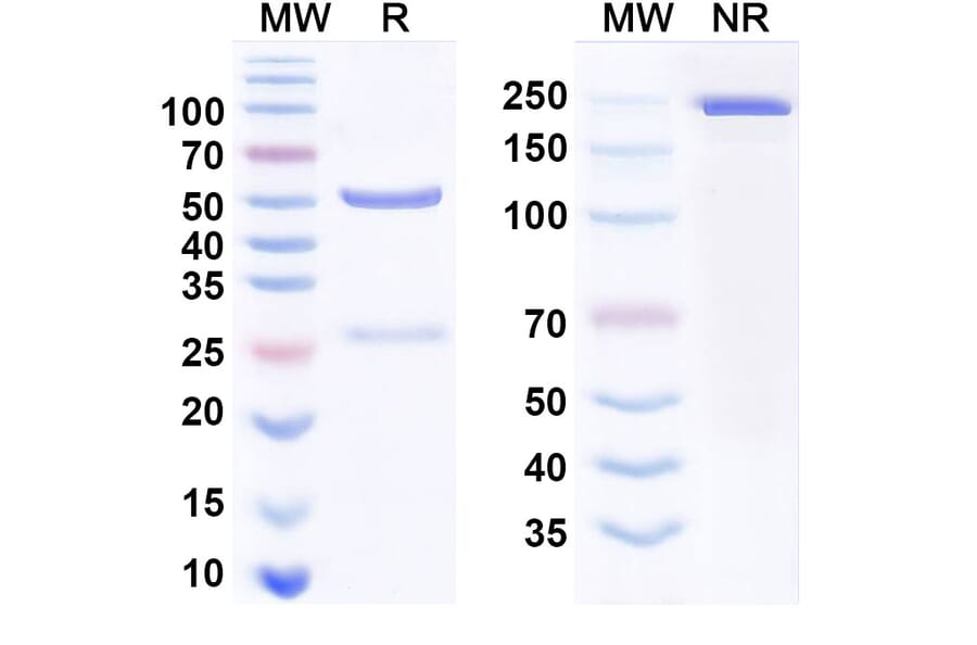 SDS-PAGE - Cemiplimab Biosimilar - Anti-PD 1 Antibody - BSA and Azide free (A339017) - Antibodies.com