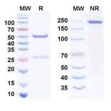 SDS-PAGE - Cemiplimab Biosimilar - Anti-PD 1 Antibody - BSA and Azide free (A339017) - Antibodies.com