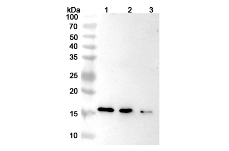 SDS-PAGE - Emapalumab Biosimilar - Anti-IFN gamma Antibody - BSA and Azide free (A339018) - Antibodies.com