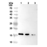SDS-PAGE - Emapalumab Biosimilar - Anti-IFN gamma Antibody - BSA and Azide free (A339018) - Antibodies.com