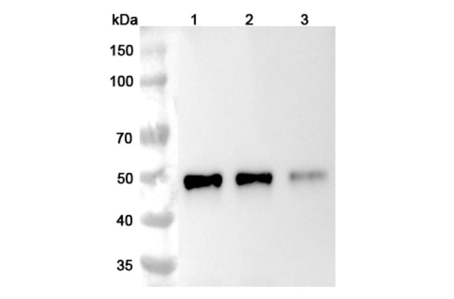 SDS-PAGE - Ibalizumab Biosimilar - Anti-CD4 Antibody - BSA and Azide free (A339022) - Antibodies.com