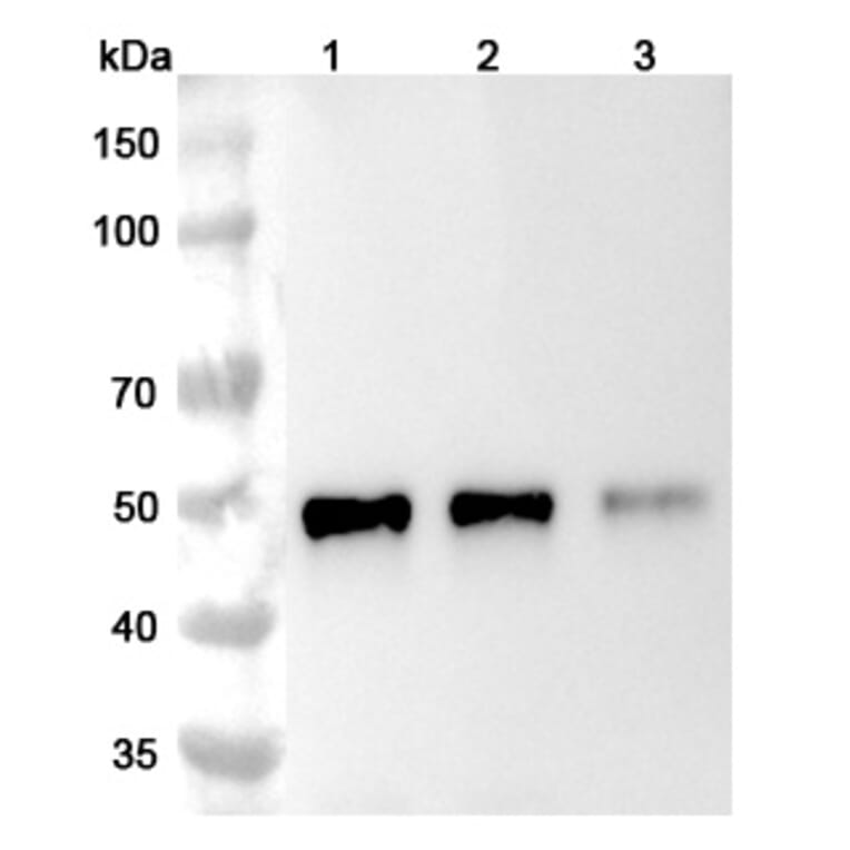 SDS-PAGE - Ibalizumab Biosimilar - Anti-CD4 Antibody - BSA and Azide free (A339022) - Antibodies.com