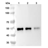 SDS-PAGE - Ibalizumab Biosimilar - Anti-CD4 Antibody - BSA and Azide free (A339022) - Antibodies.com