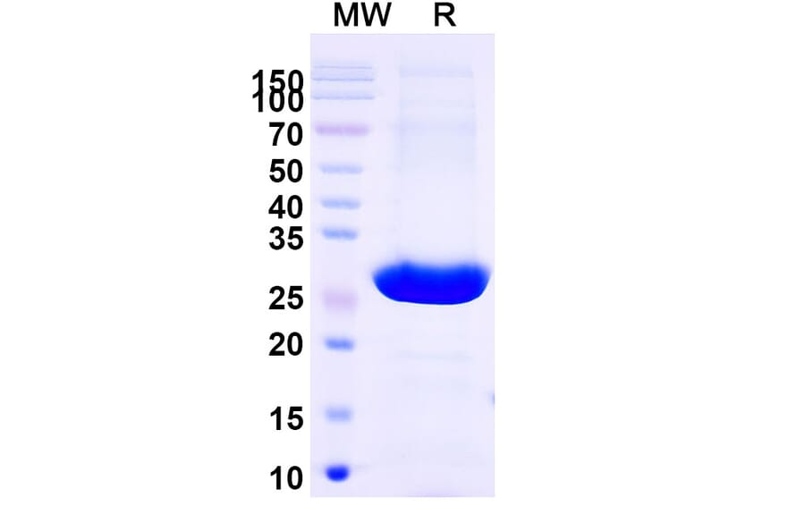 SDS-PAGE - Brolucizumab Biosimilar - Anti-VEGFA Antibody - BSA and Azide free (A339027) - Antibodies.com