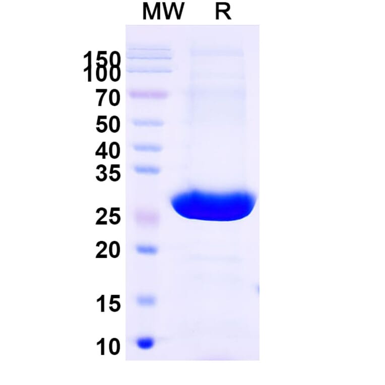 SDS-PAGE - Brolucizumab Biosimilar - Anti-VEGFA Antibody - BSA and Azide free (A339027) - Antibodies.com