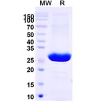 SDS-PAGE - Brolucizumab Biosimilar - Anti-VEGFA Antibody - BSA and Azide free (A339027) - Antibodies.com