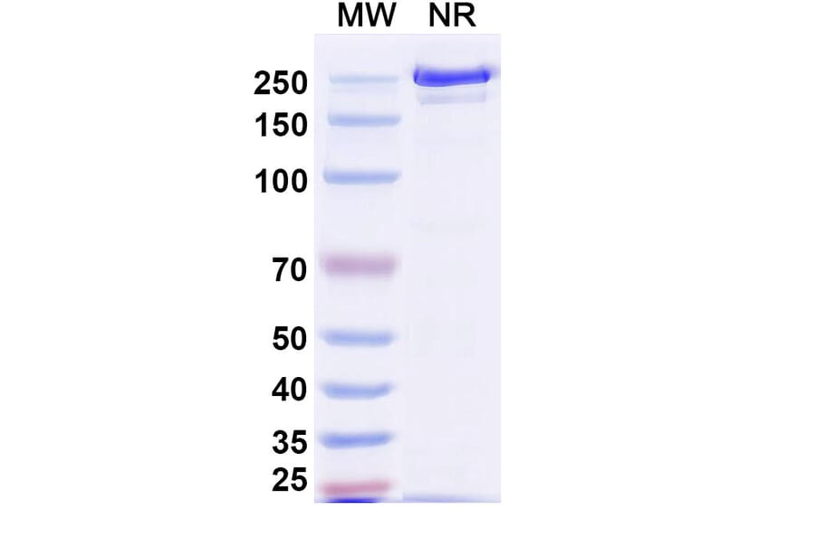 SDS-PAGE - Polatuzumab Biosimilar - Anti-CD79b Antibody - BSA and Azide free (A339028) - Antibodies.com