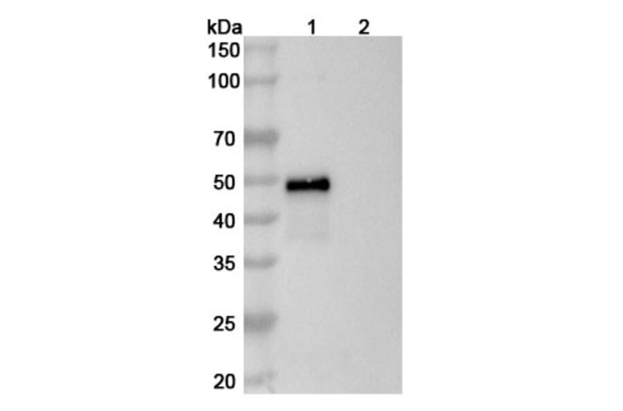 SDS-PAGE - Risankizumab Biosimilar - Anti-IL-23 p19 Antibody - BSA and Azide free (A339029) - Antibodies.com