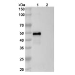 SDS-PAGE - Risankizumab Biosimilar - Anti-IL-23 p19 Antibody - BSA and Azide free (A339029) - Antibodies.com