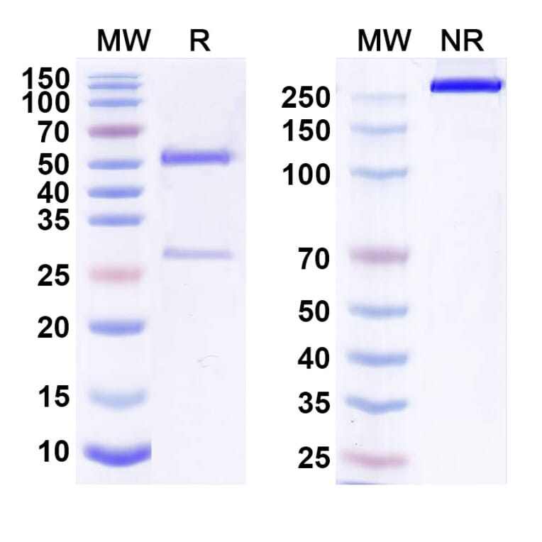 SDS-PAGE - Romosozumab Biosimilar - Anti-Sclerostin Antibody - BSA and Azide free (A339030) - Antibodies.com