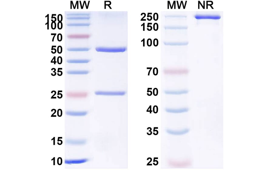 SDS-PAGE - Crizanlizumab Biosimilar - Anti-CD62P Antibody - BSA and Azide free (A339031) - Antibodies.com