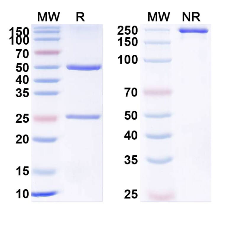 SDS-PAGE - Crizanlizumab Biosimilar - Anti-CD62P Antibody - BSA and Azide free (A339031) - Antibodies.com