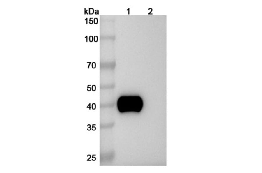 SDS-PAGE - Enfortumab Biosimilar - Anti-PVRL4 Antibody - BSA and Azide free (A339032) - Antibodies.com