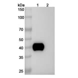 SDS-PAGE - Enfortumab Biosimilar - Anti-PVRL4 Antibody - BSA and Azide free (A339032) - Antibodies.com