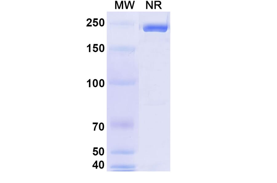 SDS-PAGE - Isatuximab Biosimilar - Anti-CD38 Antibody - BSA and Azide free (A339035) - Antibodies.com