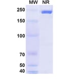 SDS-PAGE - Isatuximab Biosimilar - Anti-CD38 Antibody - BSA and Azide free (A339035) - Antibodies.com