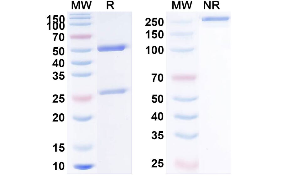 SDS-PAGE - Inebilizumab Biosimilar - Anti-CD19 Antibody - BSA and Azide free (A339037) - Antibodies.com