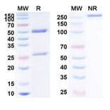 SDS-PAGE - Inebilizumab Biosimilar - Anti-CD19 Antibody - BSA and Azide free (A339037) - Antibodies.com