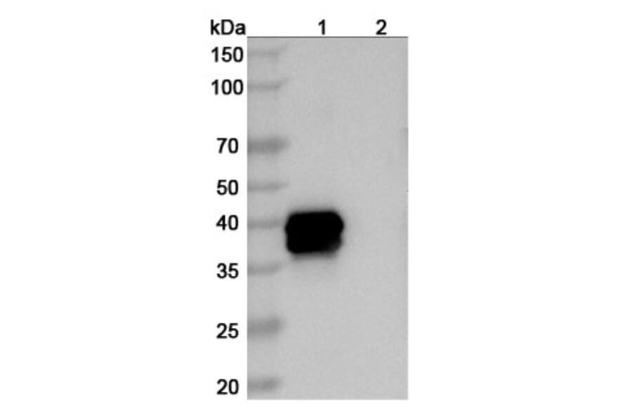 SDS-PAGE - Belantamab Biosimilar - Anti-BCMA Antibody - BSA and Azide free (A339038) - Antibodies.com