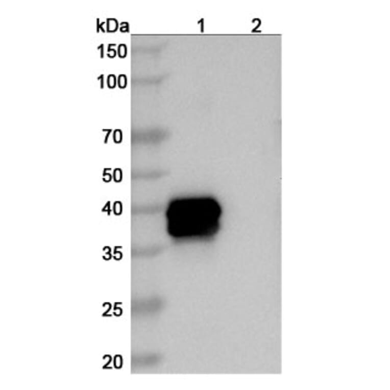 SDS-PAGE - Belantamab Biosimilar - Anti-BCMA Antibody - BSA and Azide free (A339038) - Antibodies.com