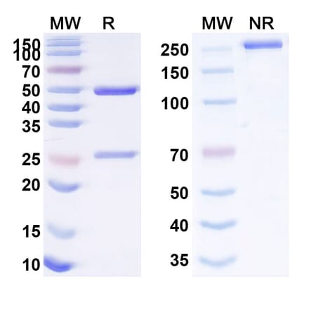 SDS-PAGE - Satralizumab Biosimilar - Anti-CD126 Antibody - BSA and Azide free (A339040) - Antibodies.com
