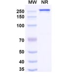 SDS-PAGE - Naxitamab Biosimilar - Anti-Ganglioside GD2 Antibody - BSA and Azide free (A339044) - Antibodies.com
