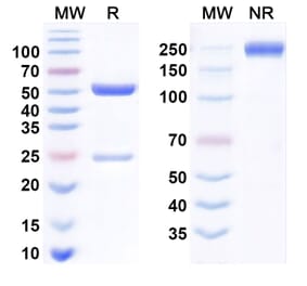 SDS-PAGE - Dostarlimab Biosimilar - Anti-PD 1 Antibody - BSA and Azide free (A339048) - Antibodies.com