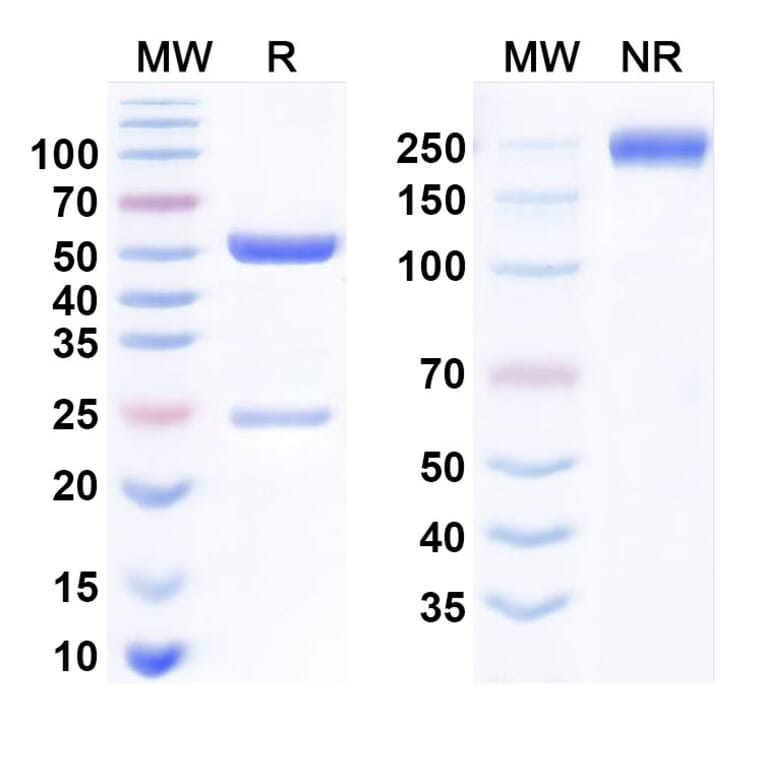 SDS-PAGE - Dostarlimab Biosimilar - Anti-PD 1 Antibody - BSA and Azide free (A339048) - Antibodies.com