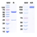 SDS-PAGE - Dostarlimab Biosimilar - Anti-PD 1 Antibody - BSA and Azide free (A339048) - Antibodies.com