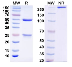 SDS-PAGE - DQB1-FL8 Biosimilar - Anti-HLA-DQB1 Antibody - BSA and Azide free (A339052) - Antibodies.com