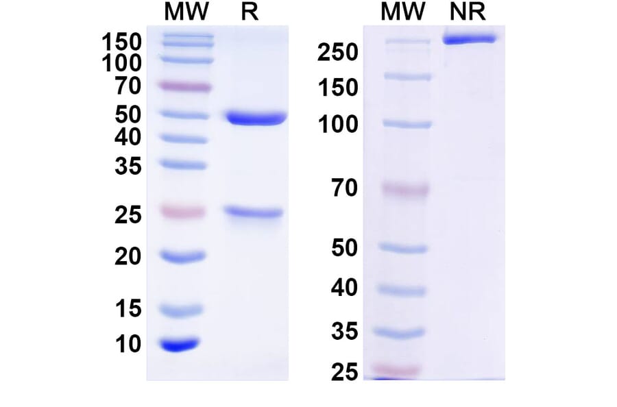 SDS-PAGE - DQB1-FL8 Biosimilar - Anti-HLA-DQB1 Antibody - BSA and Azide free (A339052) - Antibodies.com