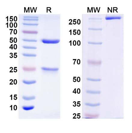 SDS-PAGE - DQB1-FL8 Biosimilar - Anti-HLA-DQB1 Antibody - BSA and Azide free (A339052) - Antibodies.com