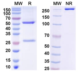 SDS-PAGE - HLA-G-0104 Biosimilar - Anti-HLA-G Antibody - BSA and Azide free (A339053) - Antibodies.com