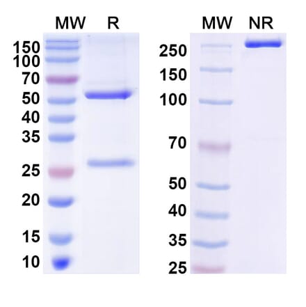 SDS-PAGE - HLA-G-0104 Biosimilar - Anti-HLA-G Antibody - BSA and Azide free (A339053) - Antibodies.com