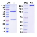 SDS-PAGE - HLA-G-0104 Biosimilar - Anti-HLA-G Antibody - BSA and Azide free (A339053) - Antibodies.com
