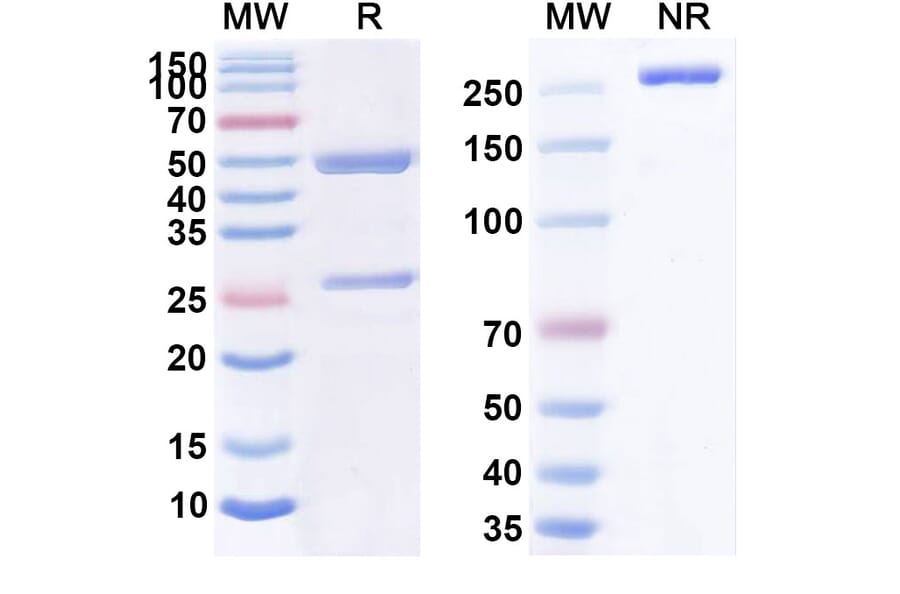 SDS-PAGE - MORAb-028 Biosimilar - Anti-Ganglioside GD2 Antibody - BSA and Azide free (A339054) - Antibodies.com