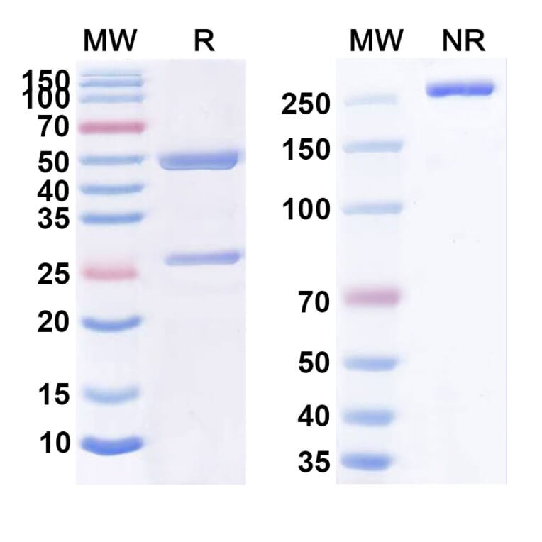 SDS-PAGE - MORAb-028 Biosimilar - Anti-Ganglioside GD2 Antibody - BSA and Azide free (A339054) - Antibodies.com
