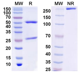 SDS-PAGE - Anbenitamab Biosimilar - Anti-ErbB2 Antibody - BSA and Azide free (A339067) - Antibodies.com