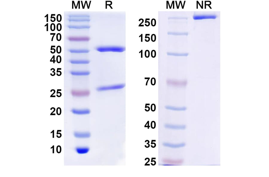 SDS-PAGE - Anbenitamab Biosimilar - Anti-ErbB2 Antibody - BSA and Azide free (A339067) - Antibodies.com