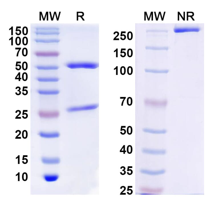 SDS-PAGE - Anbenitamab Biosimilar - Anti-ErbB2 Antibody - BSA and Azide free (A339067) - Antibodies.com