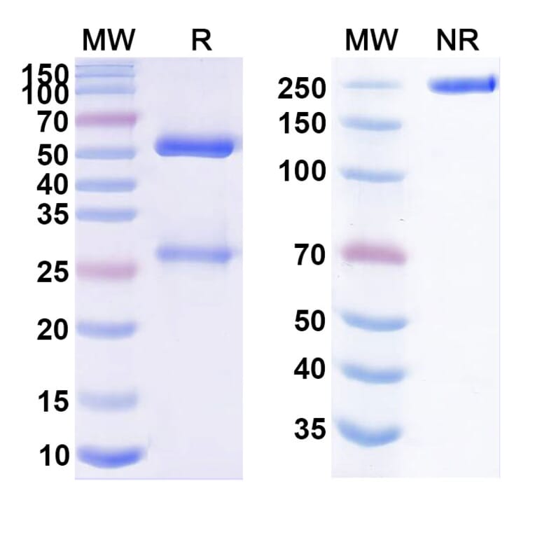 SDS-PAGE - Coprelotamab Biosimilar - Anti-ErbB2 Antibody - BSA and Azide free (A339068) - Antibodies.com