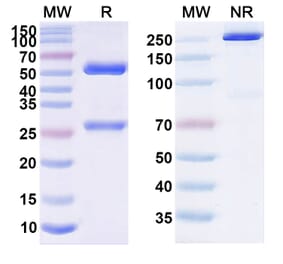 SDS-PAGE - Barecetamab Biosimilar - Anti-ErbB3 Antibody - BSA and Azide free (A339070) - Antibodies.com