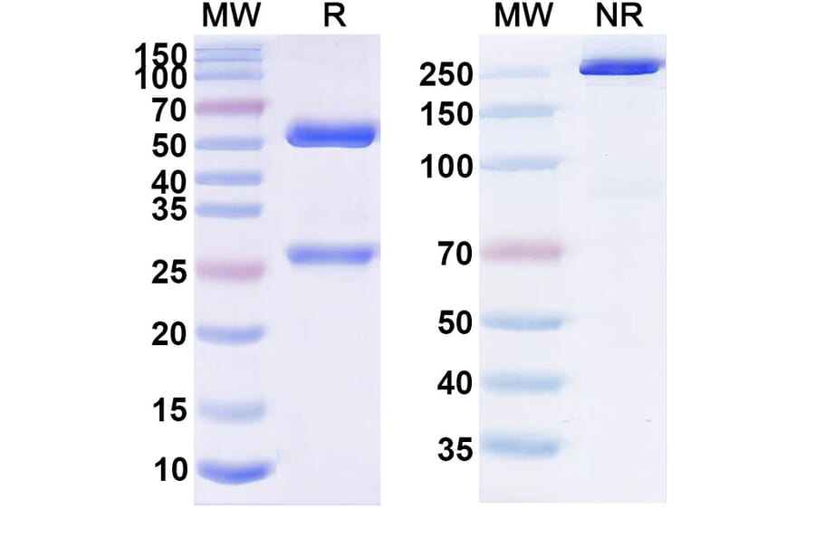 SDS-PAGE - Finotonlimab Biosimilar - Anti-PD 1 Antibody - BSA and Azide free (A339074) - Antibodies.com