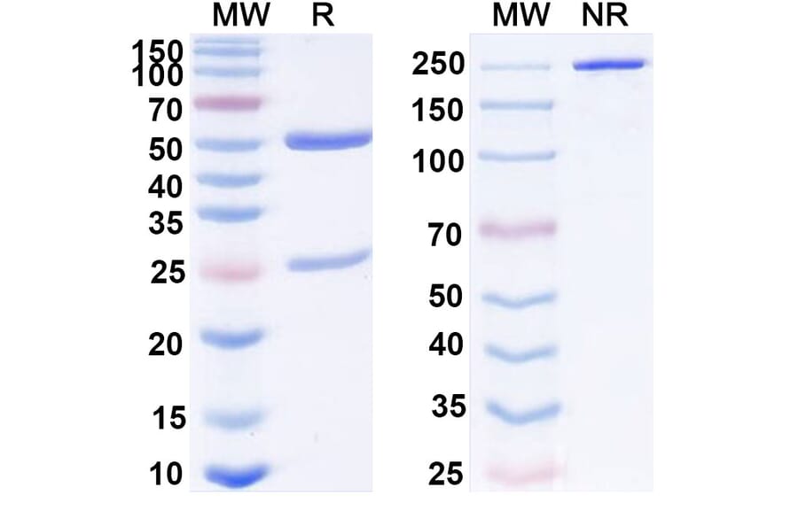 SDS-PAGE - Penpulimab Biosimilar - Anti-PD 1 Antibody - BSA and Azide free (A339076) - Antibodies.com