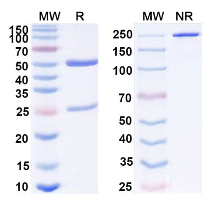 SDS-PAGE - Penpulimab Biosimilar - Anti-PD 1 Antibody - BSA and Azide free (A339076) - Antibodies.com